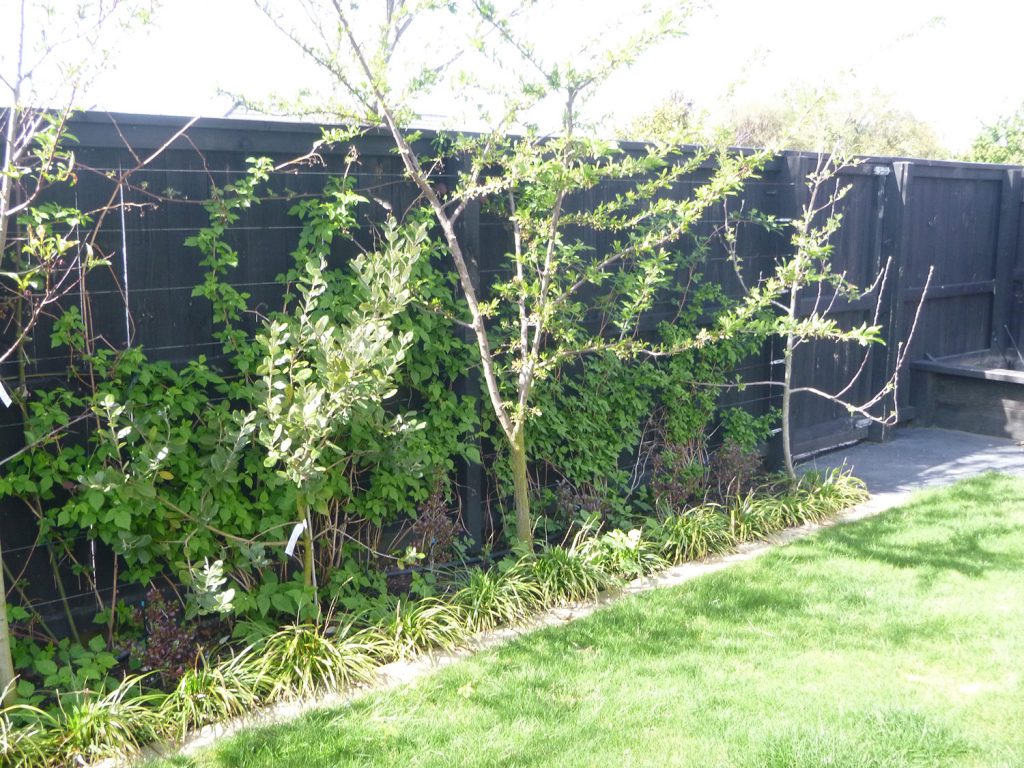 Green Grass 2